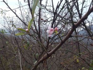 Kar Yağışı Beklenirken Şeftali Ağacı Çiçek Açtı