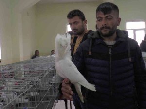 Kapadokya’da Süslü Kuşlar Görücüye Çıktı