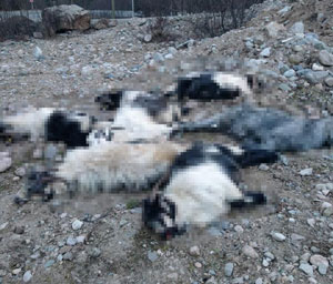 Rize'de kurtlar 18 keçiyi telef etti