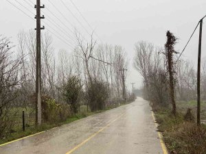 Çan’da Fırtına Nedeniyle Ağaç Dalı Yüksek Gerilim Hattı Üstüne Devrildi