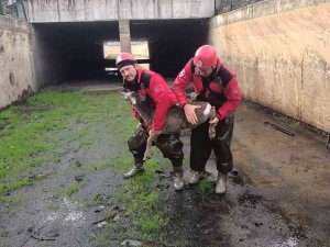 Sulama Kanalına Düşen Karaca Yavrusu Kurtarıldı