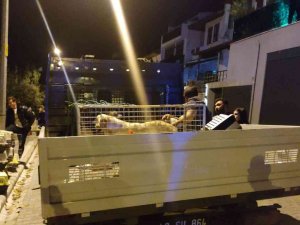 Evinde Çok Sayıda Kedi Köpek Ölüsü Bulunan Kadın Akıl Hastanesine Sevk Edildi