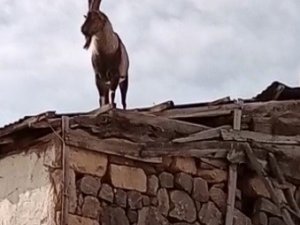 Köpeklerden Kaçan Dağ Keçisi Evin Damına Çıktı