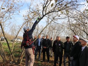 Samsun’da 2022’de 112 Bin 301 Ton Fındık Üretildi