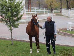 Sultansuyu’nun Gözde Atı: Özgünhan