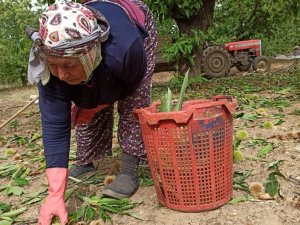 Ortadoğu’nun Kestanesi Sarıgöl’den