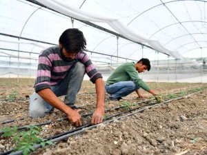 Mersin’de Örtü Altı Üreticilerine Destek