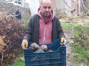 Tarihi Hamamda Mahsur Kalan 5 Yavru Köpek, Belediye Ekiplerince Kurtarıldı