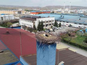 Leylekler İçin Üretimini Durduran Firma, Hayvanlar İçin Sıcak Bir Yuva Oldu