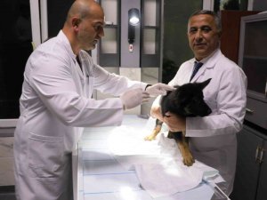 Hayvan Kimliklendirmesinde Son Tarih 31 Aralık