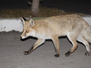 Kediyle Tilkinin Yemek Mücadelesi Yüzlerde Tebessüm Oluşturdu
