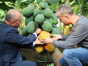 Örtü Altında Papaya Üretimi Denendi, Bir Fidan 60 Kilo Ürün Verdi