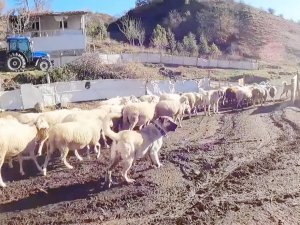 Bu Sürünün Çobanı Sadece Köpekler