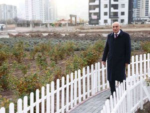 Keçiören’in Lavanta Ve Gül Bahçesi Genişletiliyor