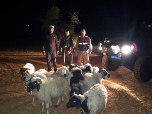 Kaybolan Koyunları Jandarma Buldu