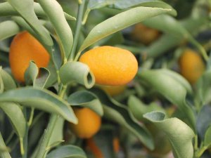 Kumkuat Meyve Fidanına Talep Arttı