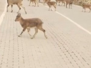 Çemişgezek’te Yaban Keçileri Sürü Halinde İlçe Merkezine İndi