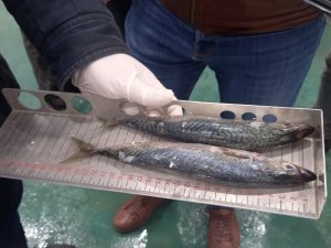 Balıklar Boy Boy Denetleniyor