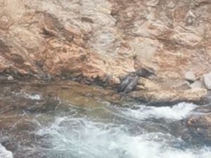 Artvin’de Nesli Tükenmekte Olan Su Samuru Ailesi Görüntülendi