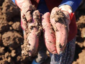 Tatlı Patates Fidelerinde İlk Ürün Hasadı