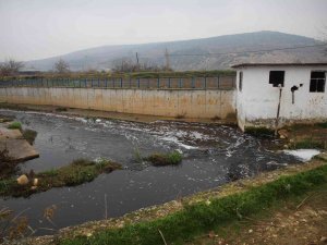 Deredeki Balık Ölümleri Vatandaşları Tedirgin Ediyor