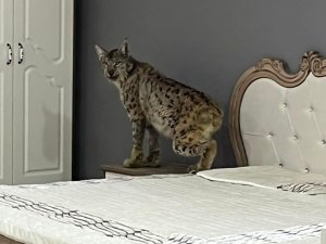 Vaşak Mobilya Mağazasına Girerse...