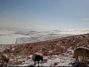 Karla Kaplı Merada Sürülerin Otlanması Güzel Görüntü Oluşturdu