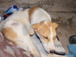 Yaralı Köpeğe Temizlik Görevlisi Sahip Çıktı
