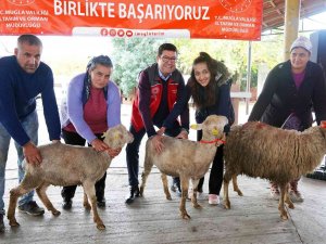 Muğlalı Kadın Üreticilere Bin 300 Koyun, 52 Koç Dağıtıldı