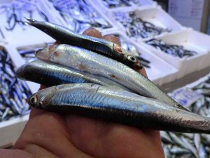 Profesörden "Karadeniz’de Hamsi Avcılığı Yasaklansın" Çağrısı