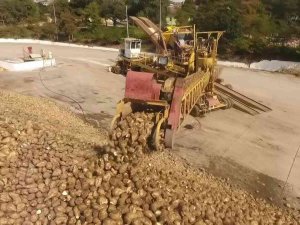 Amasya Şeker’den Çiftçilere Çağrı: “Dilediğiniz Kadar Pancar Ekin"