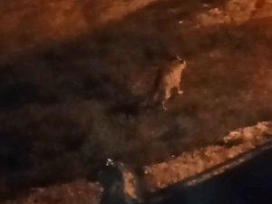 Çizgili Sırtlan Evin Bahçesine Kadar Girdi