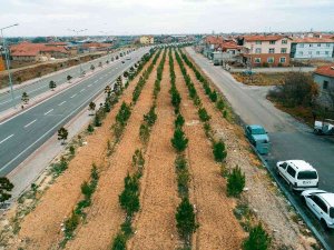 Başkan Kavuş: “Meram’ın Yeşil Dokusu Eski İhtişamlı Günlerine Kavuşana Kadar Durmak Yok”
