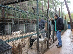 Marmaris’teki Evden Kurtarılan Hayvanlar Bakımevinde Tedavi Ediliyor
