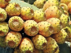 Dikenli İncir Kansere Karşı Koruyucu