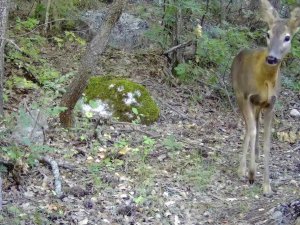 Tokat’ta Vahşi Yaşam Fotokapana Yansıdı