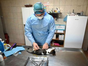 Kemer’de Bin 425 Sokak Hayvanı Kısırlaştırıldı