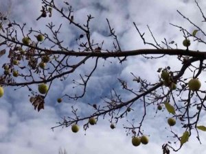 Sivas’ta Aralık Ayında Dalından Elma Toplandı