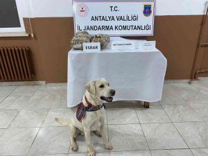 Uyuşturucu Taciri, Hassas Burun Elyaf’a Takıldı