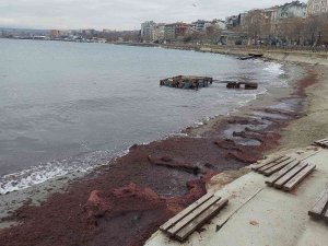 Lodos Sahili Kırmızıya Boyadı