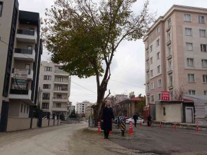 Yol Ortasında Kalan Asırlık Ağaç Korumaya Alındı