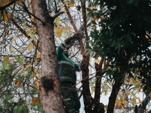 Merkezefendi’de Budama Çalışmaları Devam Ediyor