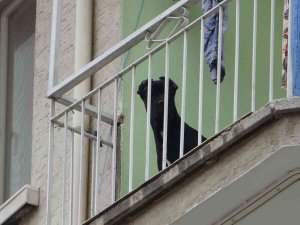 Evde Bırakılarak Misafirliğe Gidilen Köpek, Polisi Alarma Geçirdi