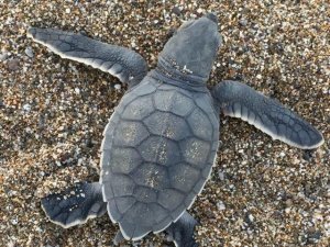 Gazipaşa’da Caretta Caretta Yavruları Yumurtadan Çıkıp Denizle Buluştu