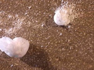 Uyuşturucu Taciri 2 Şüpheli Tutuklandı