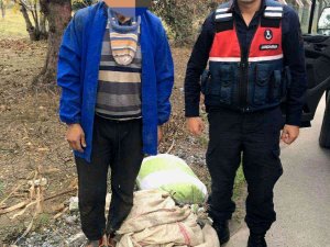 Zeytin Hırsızı Suçüstü Yakalandı