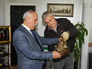 Vurulmuş Yaralı Şahin İçin Harekete Geçildi