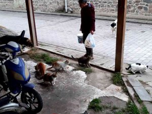 Lokantalarda Artan Yemekleri Hayvanlar İçin Topluyor