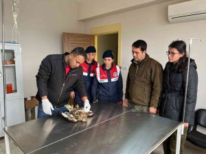 Yaralı Şahine Jandarma Şevkati
