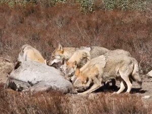 Kurt Sürüsünün Yılkı Atını Parçalayarak Yedikleri Anlar Kamerada